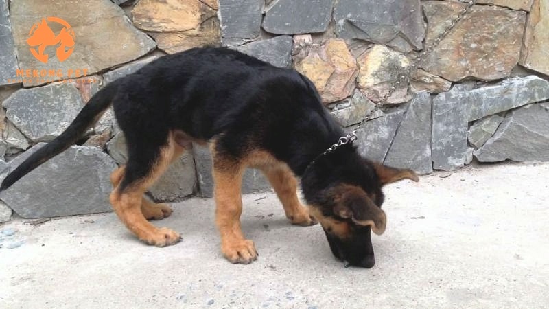 Mua bán chó becgie con tại Cần Thơ